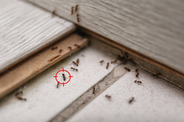 Best Affordable Pest Control Services  in New Haven, MI