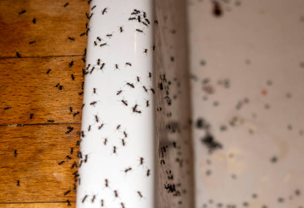 Best Local Pest Control Services  in New Haven, MI