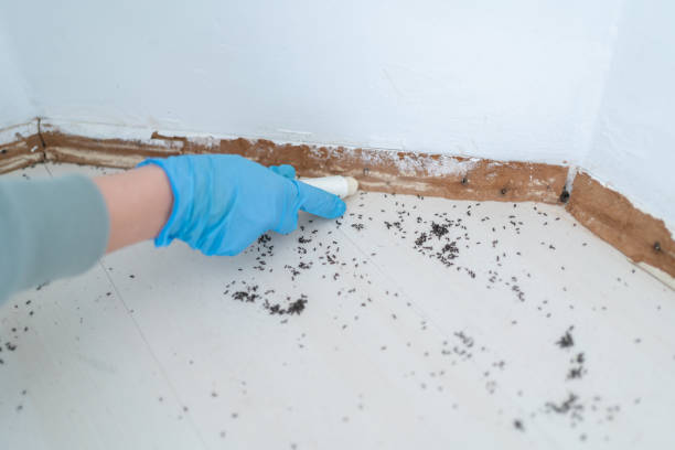 Best Wasp Removal Services  in New Haven, MI